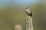 Little Inca-Finch